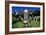 Cows-Jeremy Walker-Framed Photographic Print