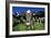 Cows-Jeremy Walker-Framed Photographic Print