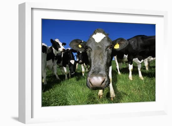 Cows-Jeremy Walker-Framed Photographic Print