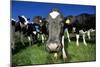 Cows-Jeremy Walker-Mounted Photographic Print