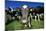 Cows-Jeremy Walker-Mounted Photographic Print