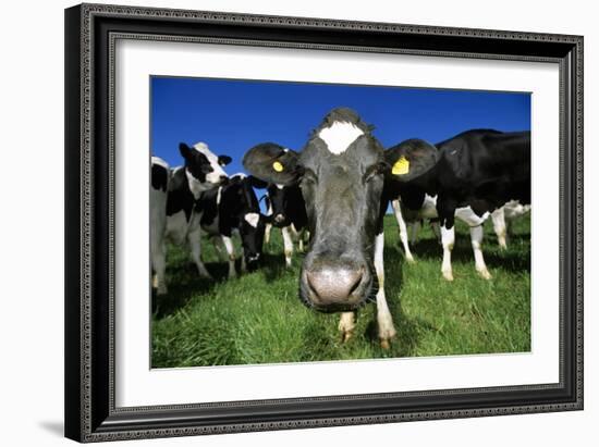 Cows-Jeremy Walker-Framed Photographic Print