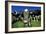 Cows-Jeremy Walker-Framed Photographic Print