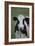 Cows-Jeff Rasche-Framed Photographic Print