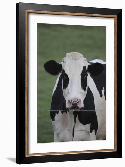 Cows-Jeff Rasche-Framed Photographic Print