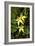 Cowslip Orchid (Caladenia Flava)-Bob Gibbons-Framed Photographic Print