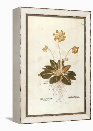 Cowslip - Primula Veris Officinalis (Verbasculum Odoratum) by Leonhart Fuchs from De Historia Stirp-null-Framed Premier Image Canvas