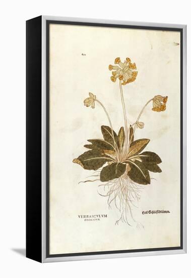 Cowslip - Primula Veris Officinalis (Verbasculum Odoratum) by Leonhart Fuchs from De Historia Stirp-null-Framed Premier Image Canvas