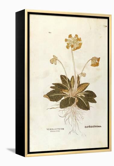 Cowslip - Primula Veris Officinalis (Verbasculum Odoratum) by Leonhart Fuchs from De Historia Stirp-null-Framed Premier Image Canvas