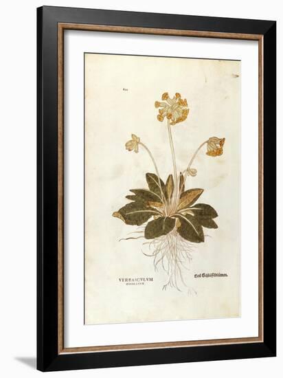 Cowslip - Primula Veris Officinalis (Verbasculum Odoratum) by Leonhart Fuchs from De Historia Stirp-null-Framed Giclee Print