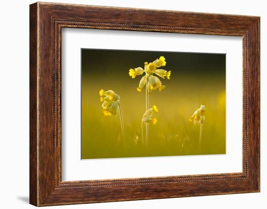 Cowslips backlit, Durlston Country Park, Dorset, UK-Ross Hoddinott-Framed Photographic Print