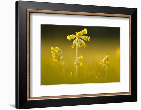 Cowslips backlit, Durlston Country Park, Dorset, UK-Ross Hoddinott-Framed Photographic Print