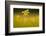 Cowslips backlit, Durlston Country Park, Dorset, UK-Ross Hoddinott-Framed Photographic Print