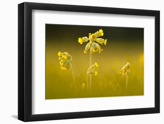 Cowslips backlit, Durlston Country Park, Dorset, UK-Ross Hoddinott-Framed Photographic Print