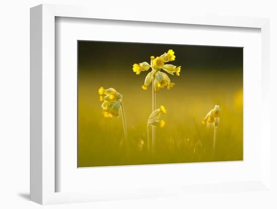 Cowslips backlit, Durlston Country Park, Dorset, UK-Ross Hoddinott-Framed Photographic Print
