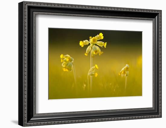 Cowslips backlit, Durlston Country Park, Dorset, UK-Ross Hoddinott-Framed Photographic Print