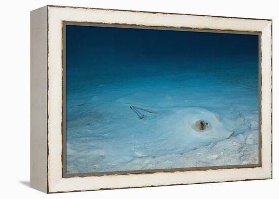 Cowtail Sting Ray Camouflaged on the Sandy Ocean Floor (Pastinachus Sephen)-Reinhard Dirscherl-Framed Premier Image Canvas