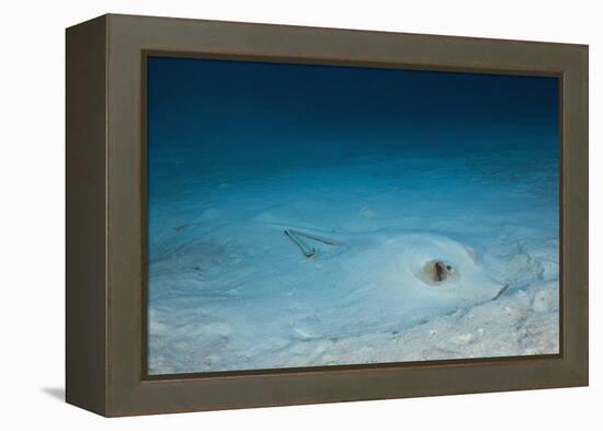 Cowtail Sting Ray Camouflaged on the Sandy Ocean Floor (Pastinachus Sephen)-Reinhard Dirscherl-Framed Premier Image Canvas