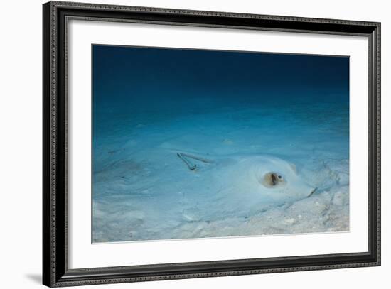 Cowtail Sting Ray Camouflaged on the Sandy Ocean Floor (Pastinachus Sephen)-Reinhard Dirscherl-Framed Photographic Print