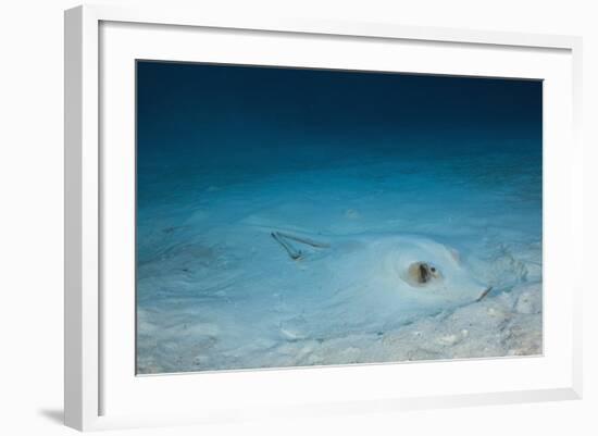 Cowtail Sting Ray Camouflaged on the Sandy Ocean Floor (Pastinachus Sephen)-Reinhard Dirscherl-Framed Photographic Print