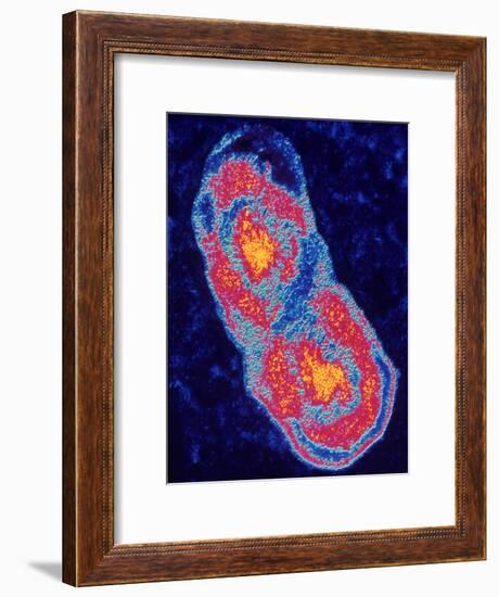 Coxiella Burnetti Bacterium Dividing-PASIEKA-Framed Photographic Print