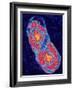 Coxiella Burnetti Bacterium Dividing-PASIEKA-Framed Photographic Print