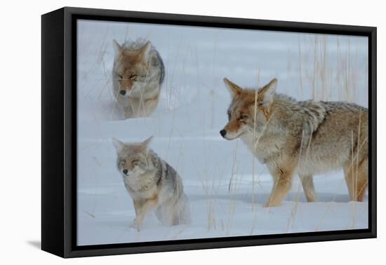Coyote and Cubs-Lantern Press-Framed Stretched Canvas