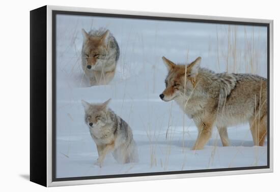 Coyote and Cubs-Lantern Press-Framed Stretched Canvas