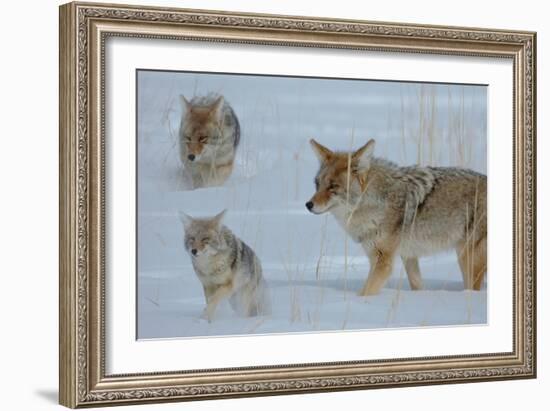 Coyote and Cubs-Lantern Press-Framed Art Print