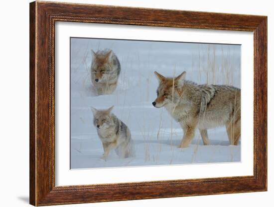 Coyote and Cubs-Lantern Press-Framed Art Print