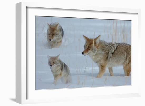 Coyote and Cubs-Lantern Press-Framed Art Print