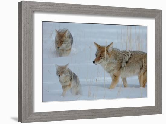 Coyote and Cubs-Lantern Press-Framed Premium Giclee Print