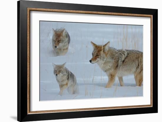 Coyote and Cubs-Lantern Press-Framed Premium Giclee Print