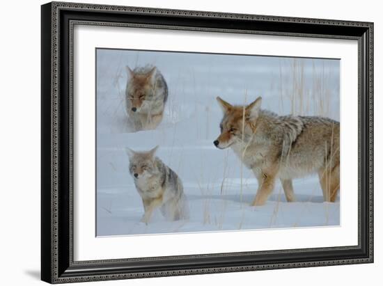 Coyote and Cubs-Lantern Press-Framed Premium Giclee Print