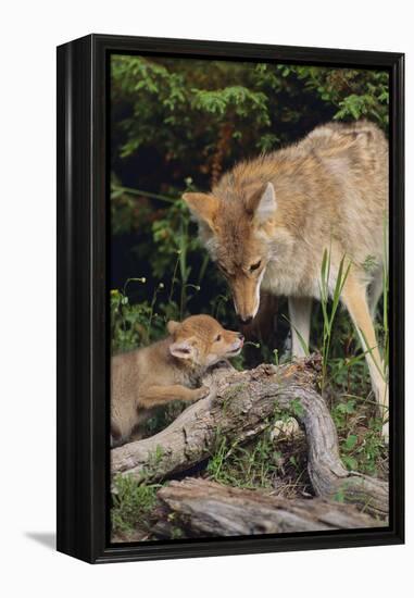 Coyote and Her Pup-DLILLC-Framed Premier Image Canvas