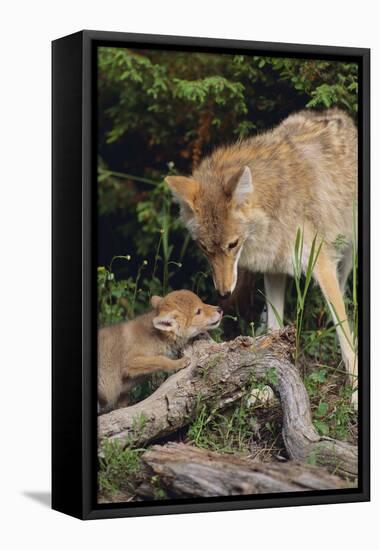 Coyote and Her Pup-DLILLC-Framed Premier Image Canvas