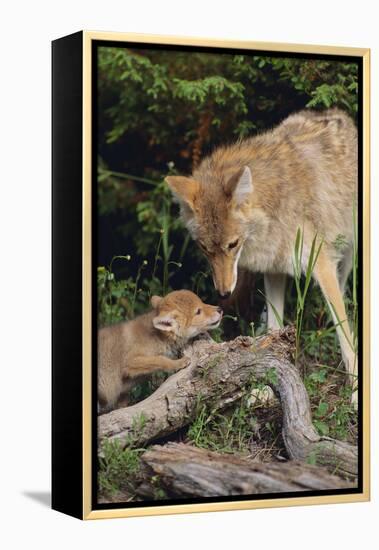 Coyote and Her Pup-DLILLC-Framed Premier Image Canvas