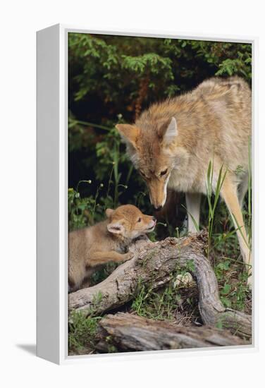 Coyote and Her Pup-DLILLC-Framed Premier Image Canvas