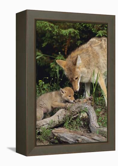 Coyote and Her Pup-DLILLC-Framed Premier Image Canvas