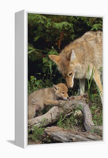 Coyote and Her Pup-DLILLC-Framed Premier Image Canvas