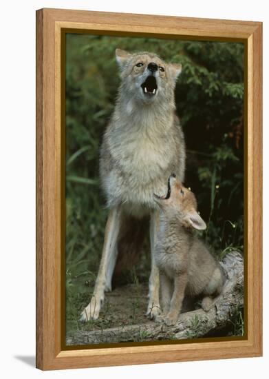 Coyote and Her Pup-DLILLC-Framed Premier Image Canvas