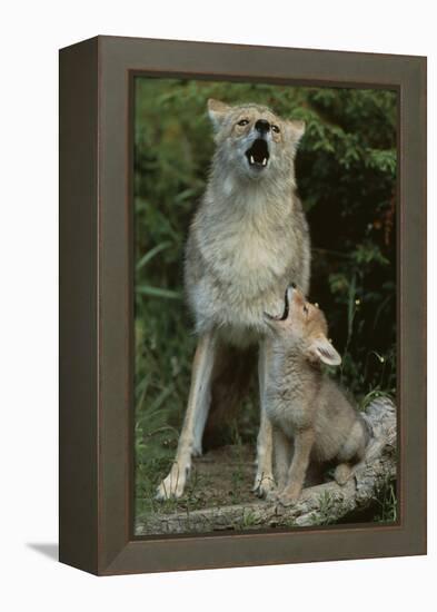 Coyote and Her Pup-DLILLC-Framed Premier Image Canvas