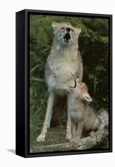 Coyote and Her Pup-DLILLC-Framed Premier Image Canvas