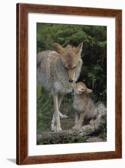 Coyote and Her Pup-DLILLC-Framed Photographic Print