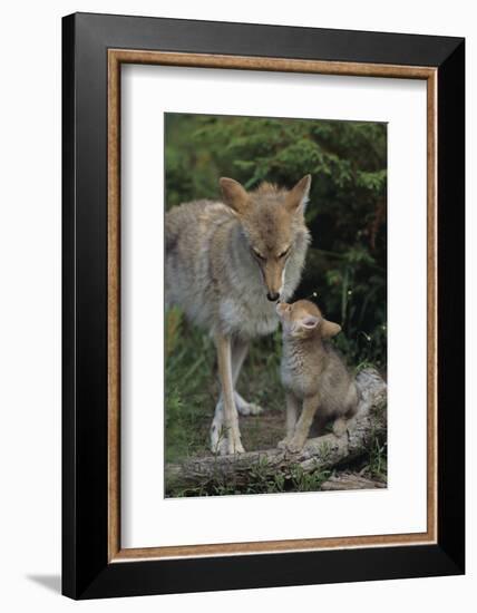 Coyote and Her Pup-DLILLC-Framed Photographic Print