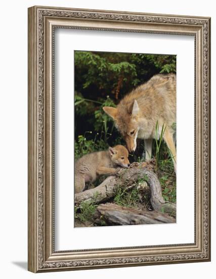 Coyote and Her Pup-DLILLC-Framed Photographic Print