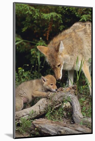 Coyote and Her Pup-DLILLC-Mounted Photographic Print