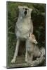 Coyote and Her Pup-DLILLC-Mounted Photographic Print