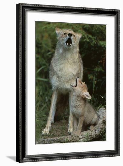 Coyote and Her Pup-DLILLC-Framed Photographic Print