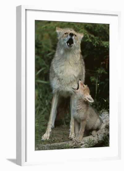 Coyote and Her Pup-DLILLC-Framed Photographic Print